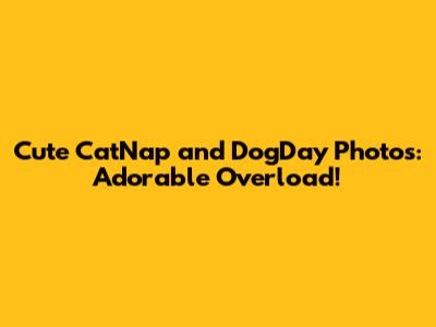 Cute CatNap and DogDay Photos: Adorable Overload!