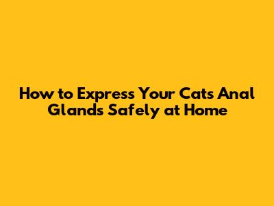 How to Express Your Cat's Anal Glands Safely at Home