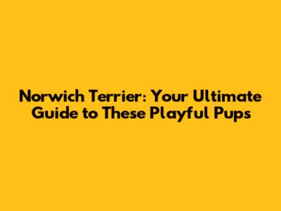 Norwich Terrier: Your Ultimate Guide to These Playful Pups